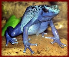 Poison Dart Frogs wallpapers 海報