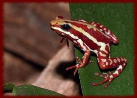 Poison Dart Frogs wallpapers 截图 1