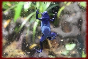 Poison Dart Frogs wallpapers 截图 2