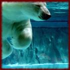 Icona Polar Bears wallpapers