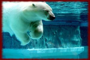 Polar Bears wallpapers پوسٹر