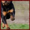 ”Rottweiler Dogs wallpapers