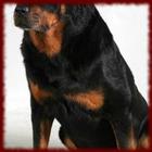 Rottweiler Puppy wallpapers ícone