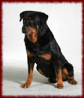 Rottweiler Puppy wallpapers poster