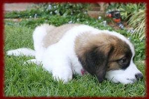 Saint Bernard wallpapers Plakat