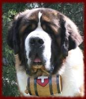 Saint Bernard wallpapers Screenshot 2