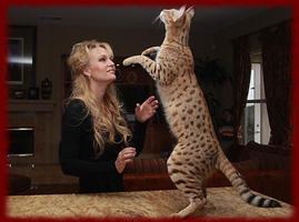 Savannah Cats wallpapers poster