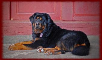 Tibetan Mastiffs wallpapers capture d'écran 2