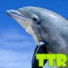 free dolphin live wallpaper آئیکن