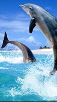 free dolphin live wallpaper پوسٹر