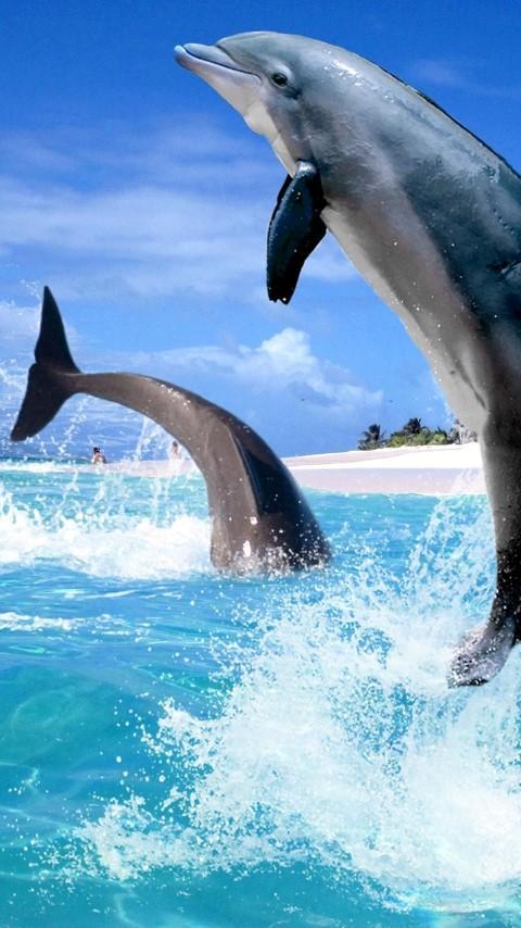 free dolphin live wallpaper APK for Android Download free dolphin live wallpaper APK for Android Download