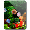 Fish Aquarium HD LWP Discus aplikacja