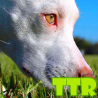 free live pitbull wallpaper ikon