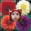 fleurs de dahlia cadre photo