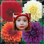 Dahlia Flowers Photo Frame آئیکن