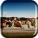 Running a pack of Dogs LWP APK