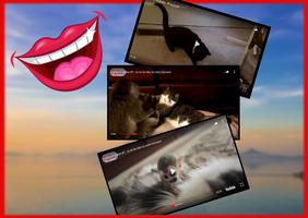 मजेदार जानवरों के वीडियो - बिल्लियों, कुत्तों पोस्टर