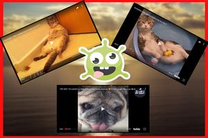 Videos de risa de animales chistosos  graciosos captura de pantalla 1