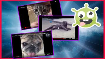 मजेदार जानवरों के वीडियो - बिल्लियों, कुत्तों स्क्रीनशॉट 3