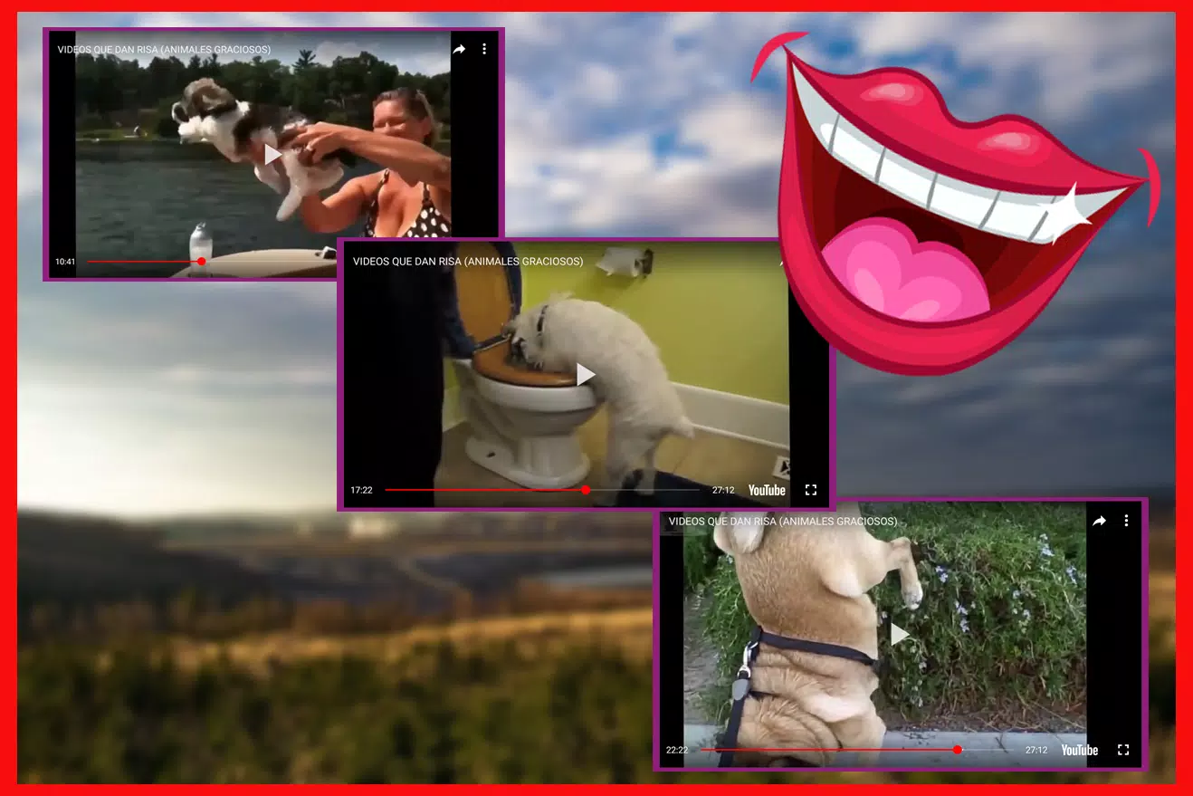 Download do APK de Vídeos de animais engraçados - gatos, cachorros para  Android