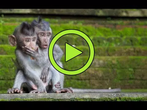 Funny Monkey Memes🙉 - Animals Videos 2021