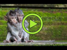 🐒 Funny animals video clips and memes 🐒😂 gönderen