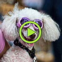 🐒 Funny animals video clips and memes 🐒😂 Ekran Görüntüsü 1