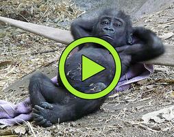 🐒 Funny animals video clips and memes 🐒😂 Ekran Görüntüsü 2