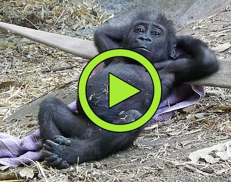 🐒 Funny animals video clips and memes 🐒😂 APK for Android Download