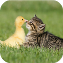 APK Funny Videos.