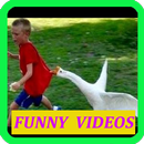 APK Funny Videos