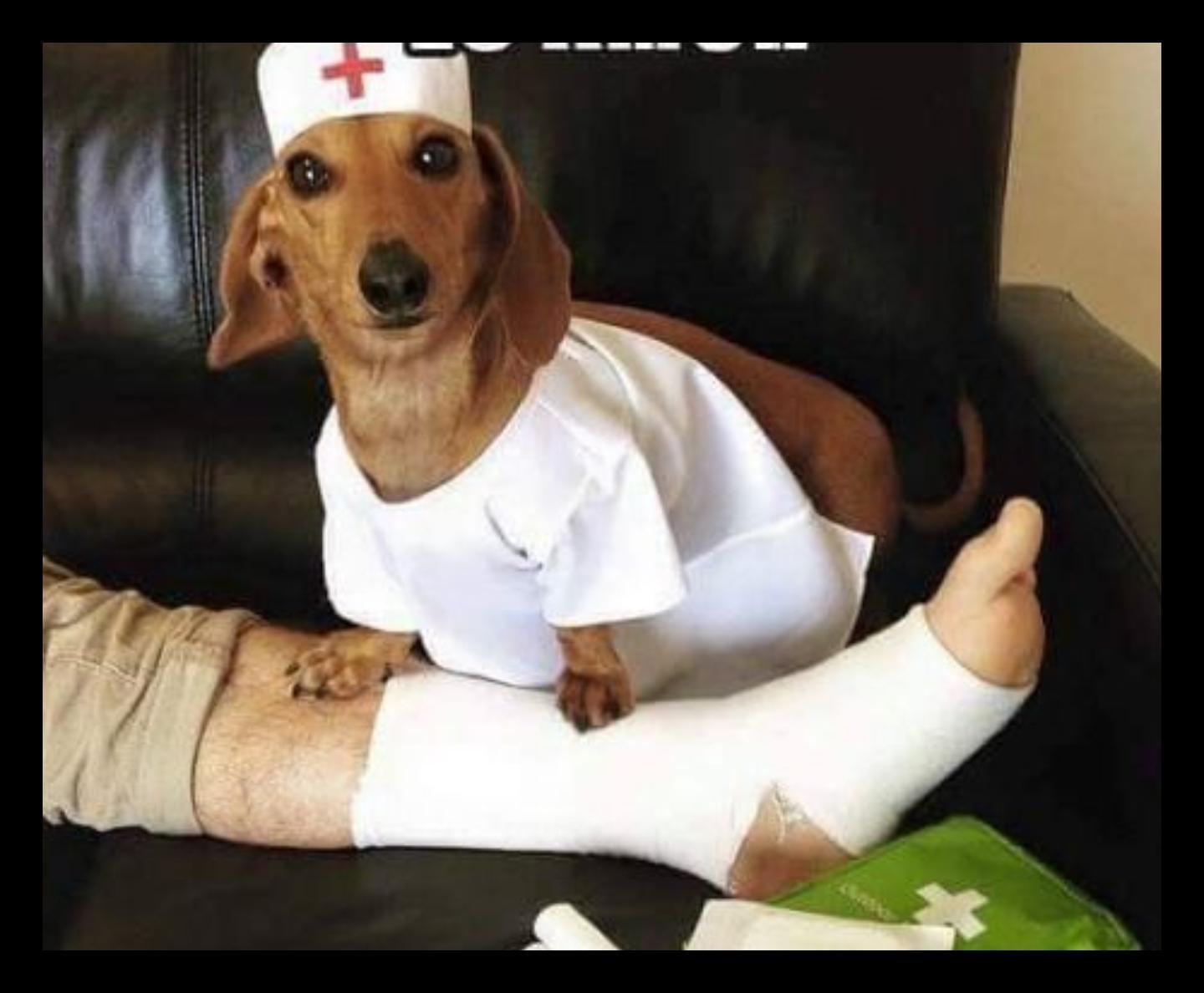 Собака медсестра