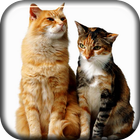 Funny Cats Live Wallpaper ikona