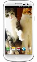 Funny Cats Live Wallpaper স্ক্রিনশট 2