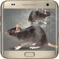 Mouse on Screen Scary