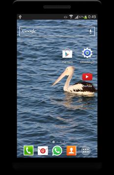 Birds Background Wallpaper HD screenshot 2