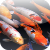 Koi 3D Video Wallpaper APK
