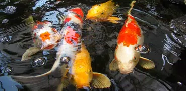 Koi Fish 3D