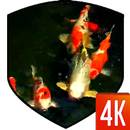 Koi 3D Live Wallpaper APK