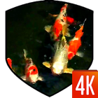 Koi 3D Live Wallpaper 图标