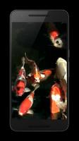 Koi 3D Live Wallpaper 截图 1