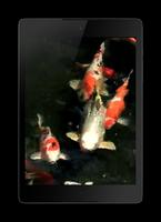 Koi 3D Live Wallpaper 截图 2