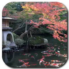 Koi Pond Video Live Wallpaper APK download