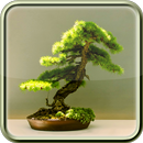 Bonsai Trees Care Guide APK