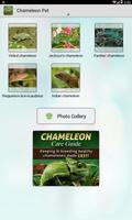 Chameleon Pet постер