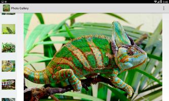 Chameleon Pet скриншот 2