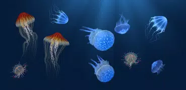 Jellyfish Heaven