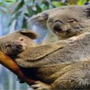 Quebra-cabeça Koala APK
