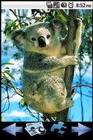 Quebra-cabeça Koala Cartaz