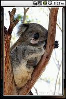 Quebra-cabeça Koala imagem de tela 2